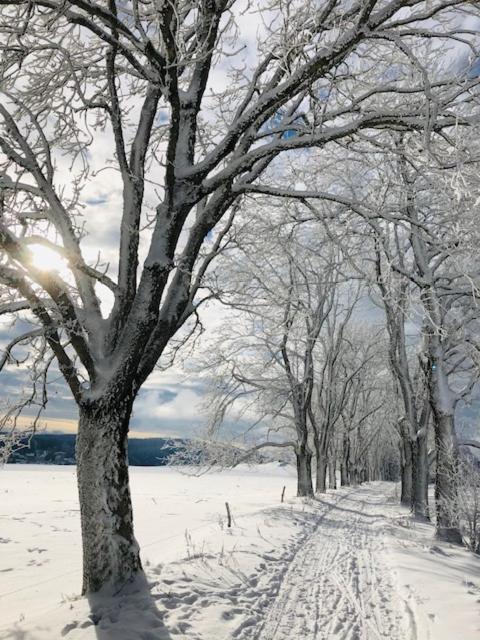 Rennsteighotel Grüner Baum Schmiedefeld am Rennsteig Exterior foto