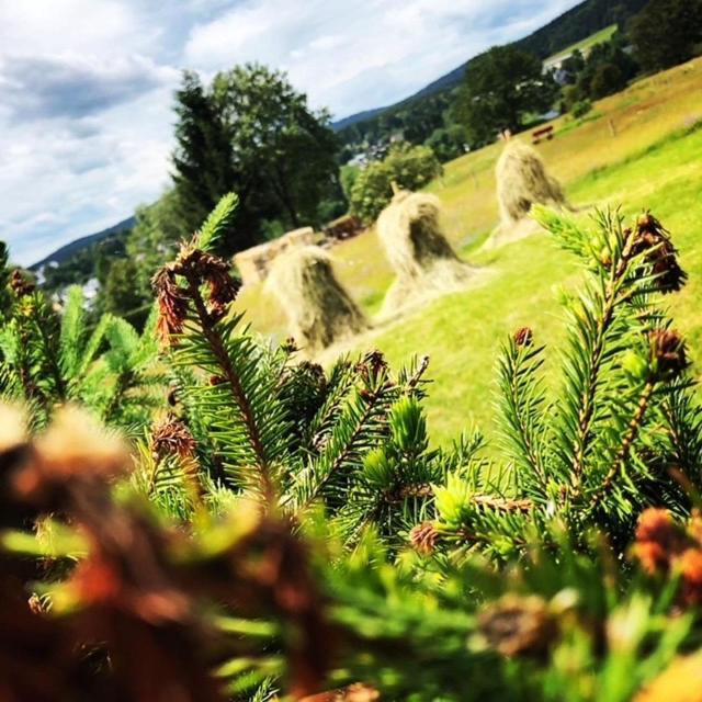 Rennsteighotel Grüner Baum Schmiedefeld am Rennsteig Exterior foto
